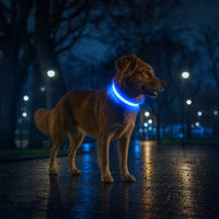 Perro paseando de noche con collar LED azul LumiDog